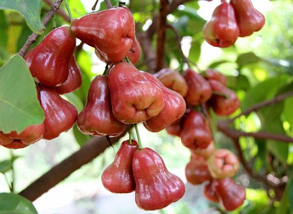 Enjoy-fruit-in-mekong-delta-orchards-1
